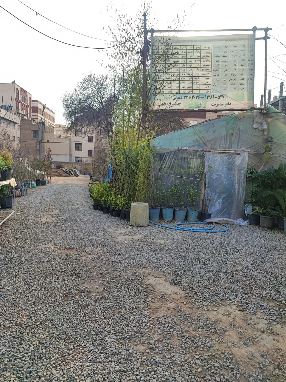 گل و گیاه دهقانی