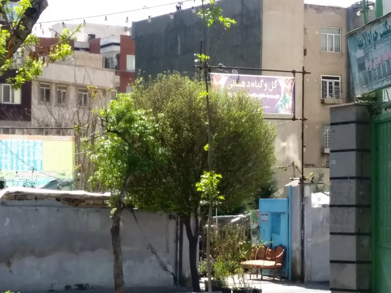 گل و گیاه دهقانی - تصویر 2