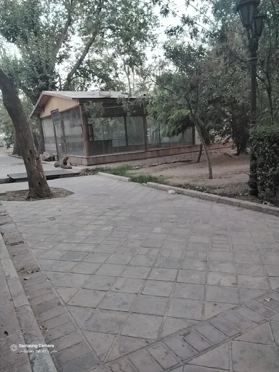 گلینکا پخش گلهای اپارتمانی - تصویر 2