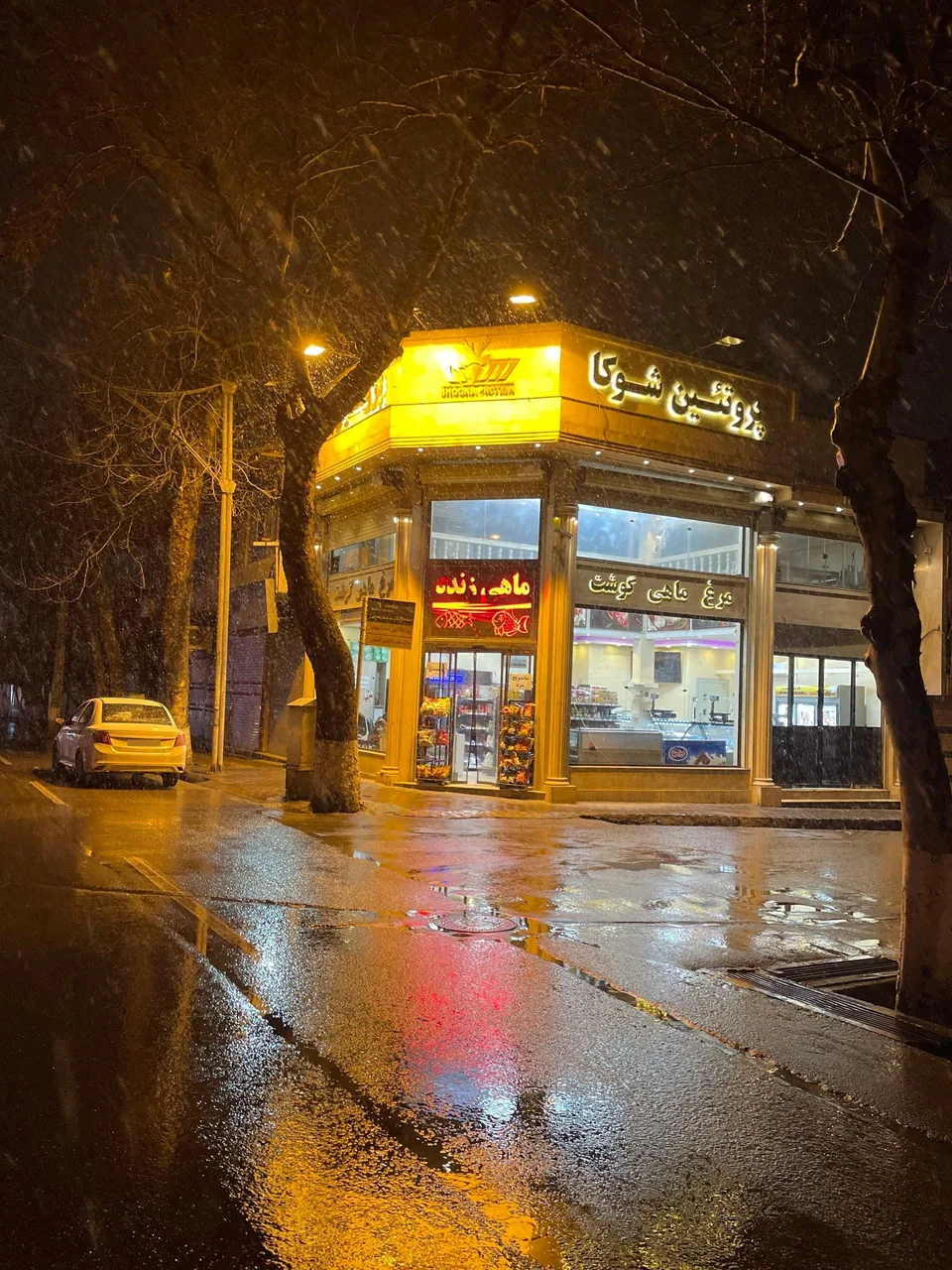 پروتئینی شوکا - تصویر 4
