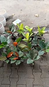 گلفروشی مجیدپلنت(کاکتوس سرا سابق)