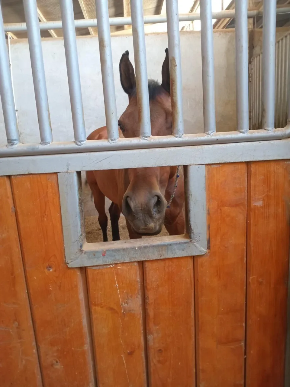باشگاه سوارکاری آزمون - تصویر 2