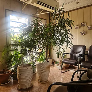 سونوگرافی نرگس