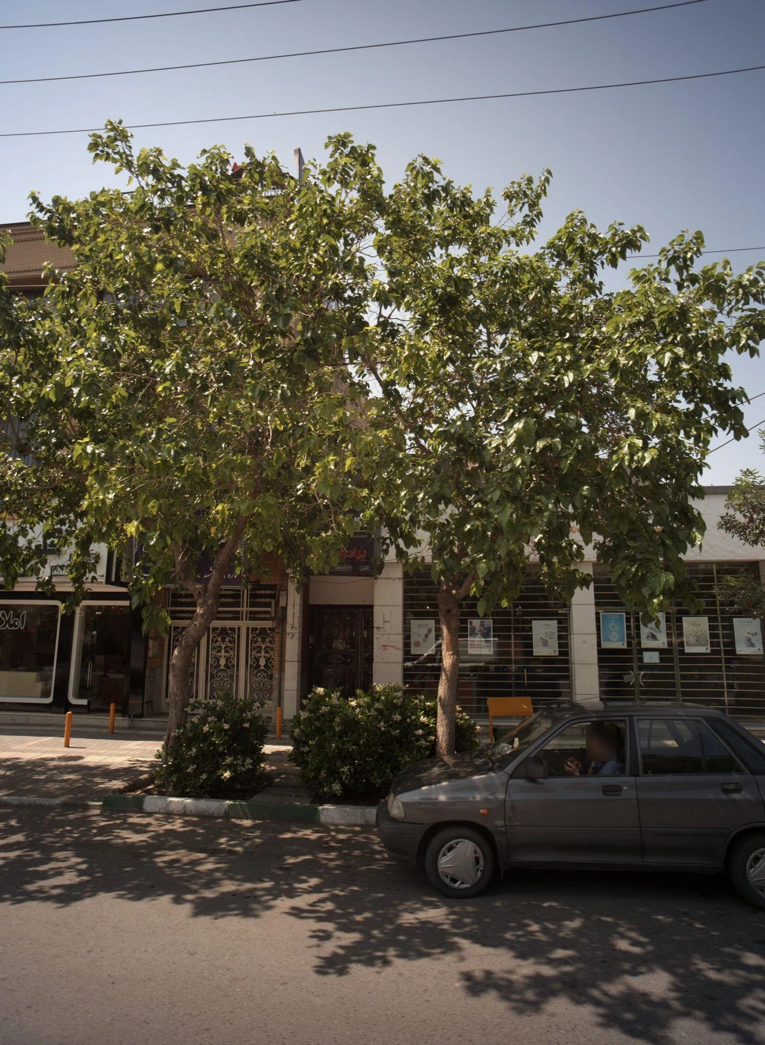 باشگاه بدنسازی برادران تبریزی - باشگاه بدنسازی در مشهد