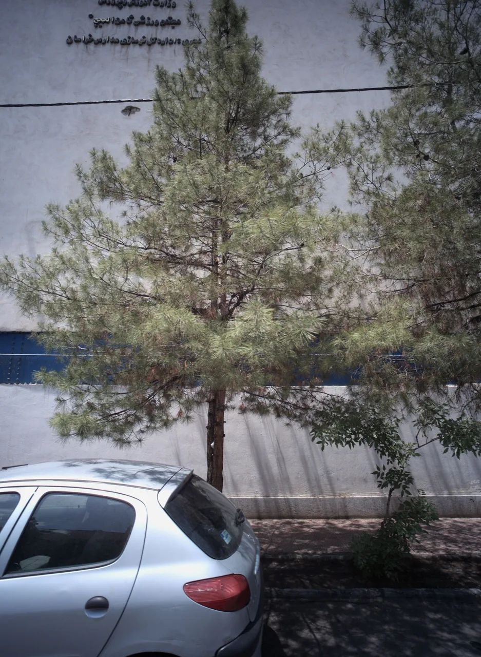 مجتمع ورزشی ثامن الحجج - تصویر 2