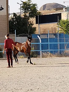 باشگاه سوارکاری ابرش