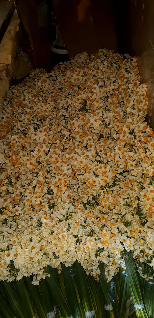 گل کاغذی - تصویر 5