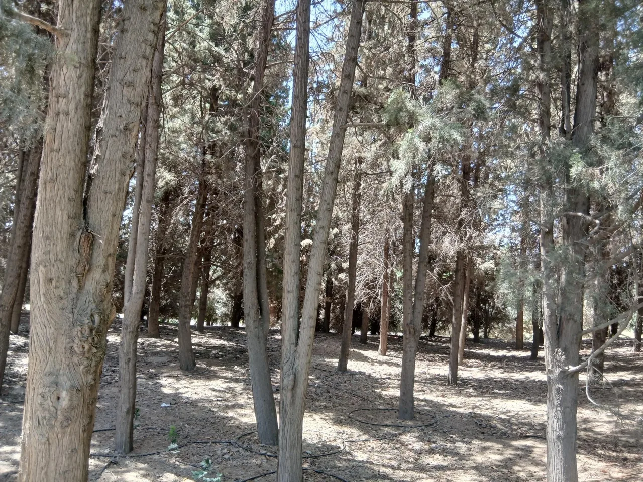 جنگل های هیرکانی - تصویر 2