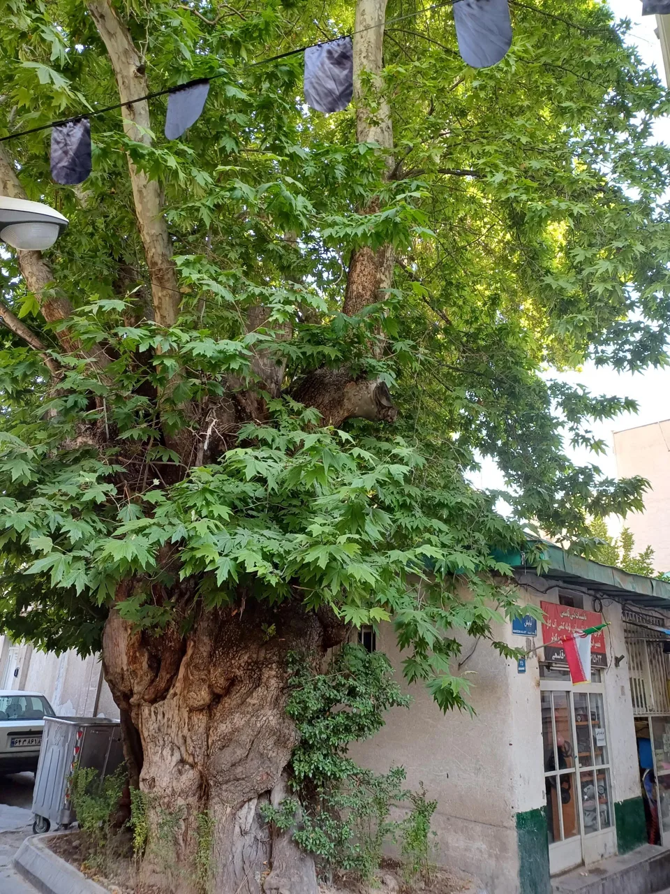 چنار جماران - تصویر 3
