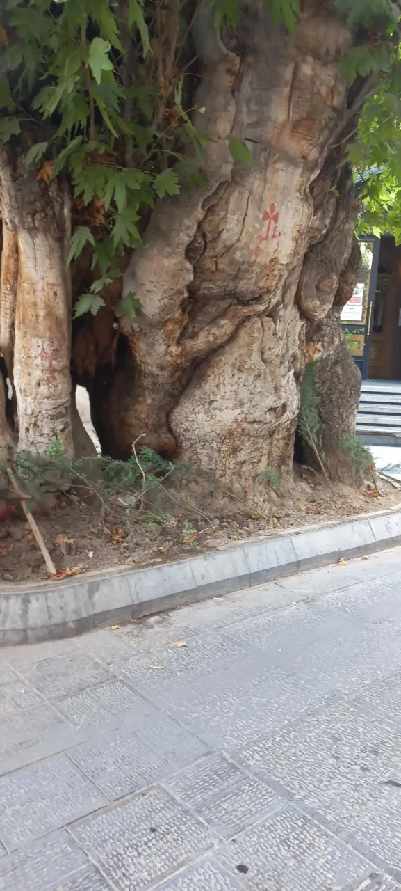 چنار جماران - تصویر 4