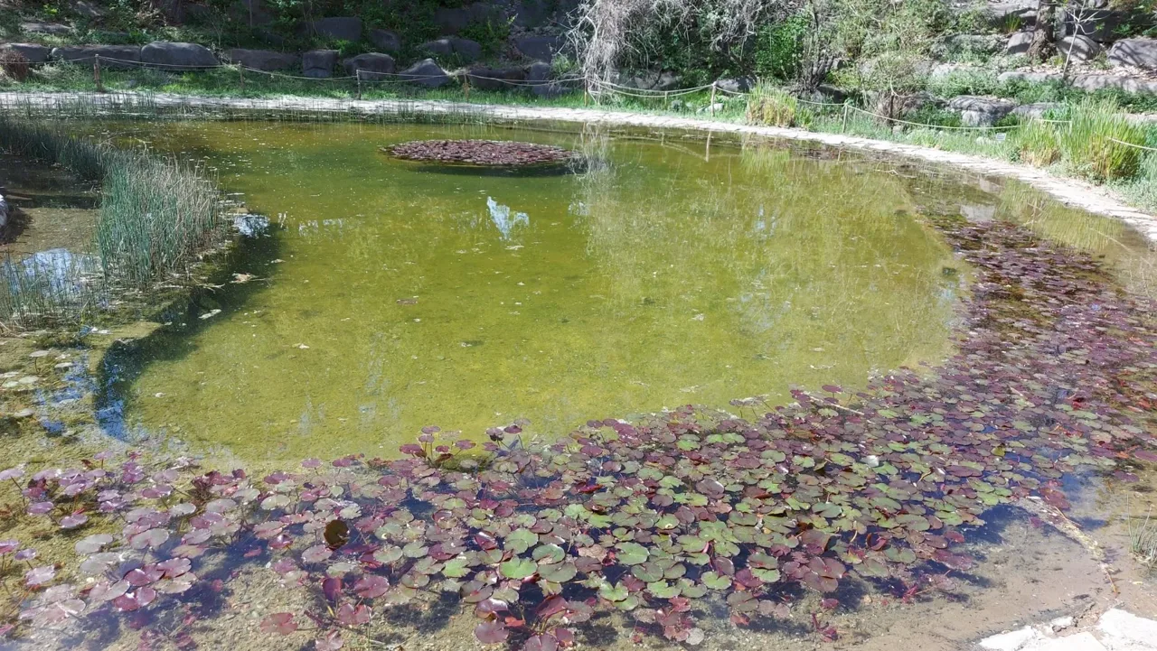 آبشار باغ گیاه‌شناسی تهران - جاذبه طبیعی در تهران - تصویر 2