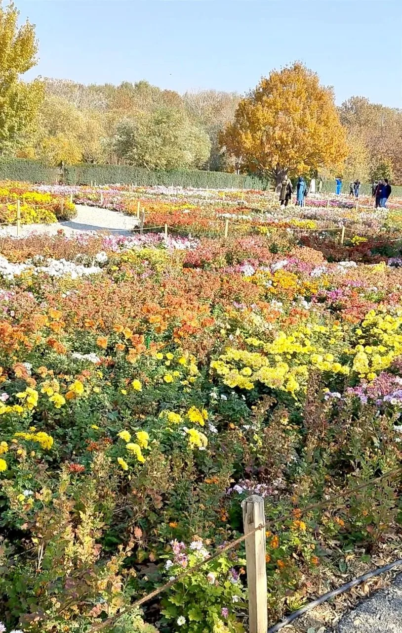 گل های داوودی باغ گیاه شناسی - جاذبه طبیعی در تهران - تصویر 4