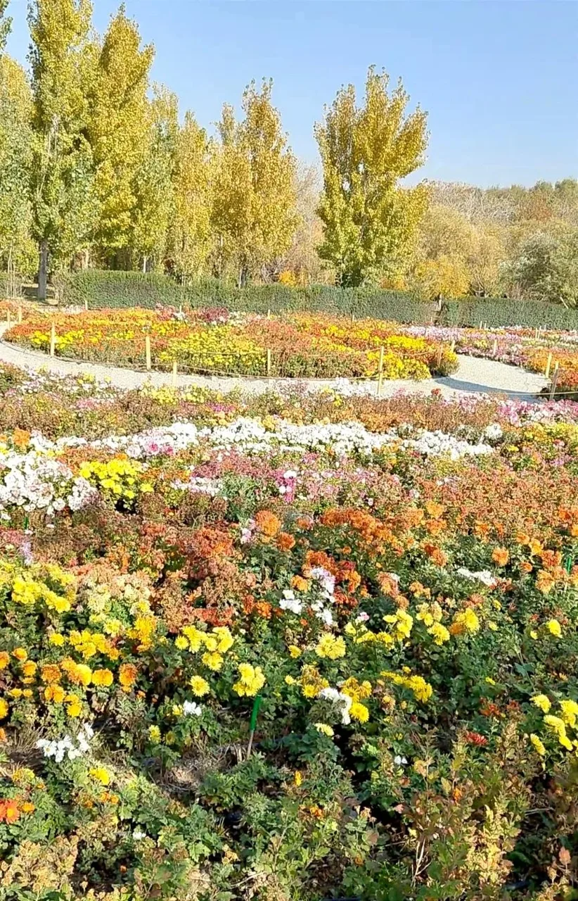 گل های داوودی باغ گیاه شناسی - جاذبه طبیعی در تهران - تصویر 5