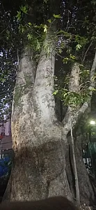 چنار تاریخی سوهانک