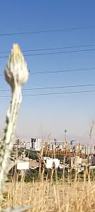 بام پونک