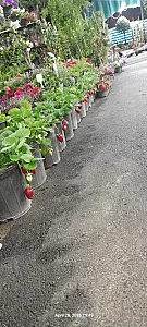 بازار گل آسمان
