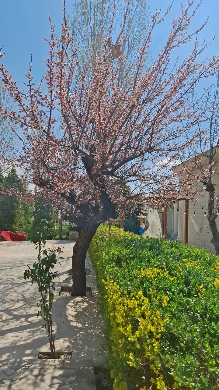 باغ عمارت کسری - تصویر 3