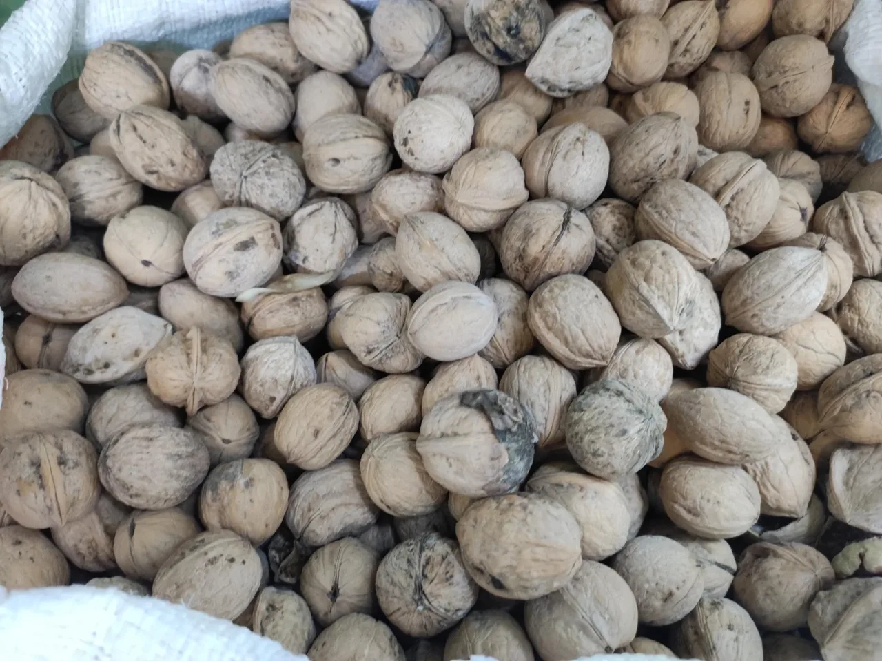 لبنیات سنتی لیقوانی - تصویر 6