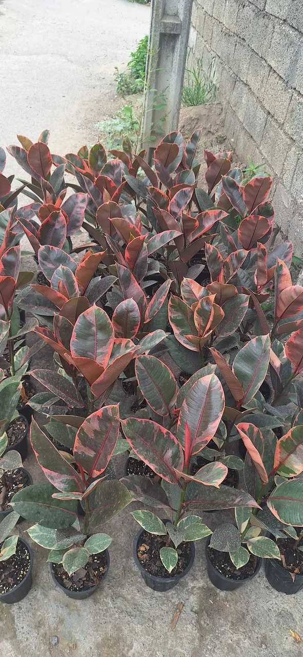 گلخانه باغ بهشت - تصویر 3