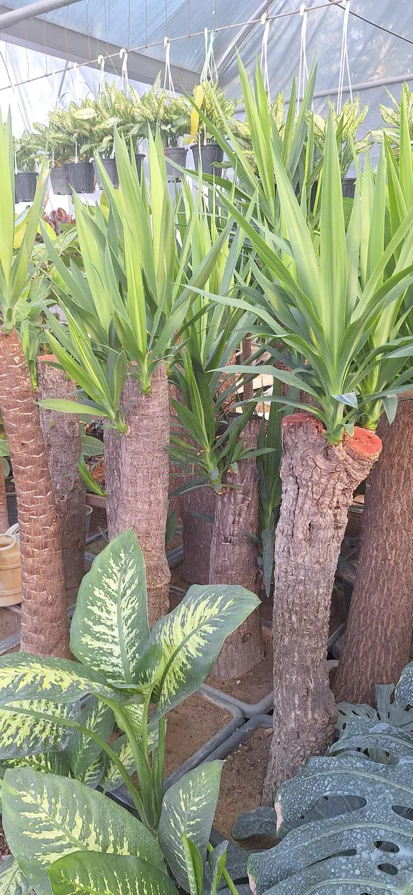 گلخانه باغ بهشت - تصویر 5