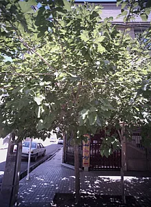 کفش میلاد