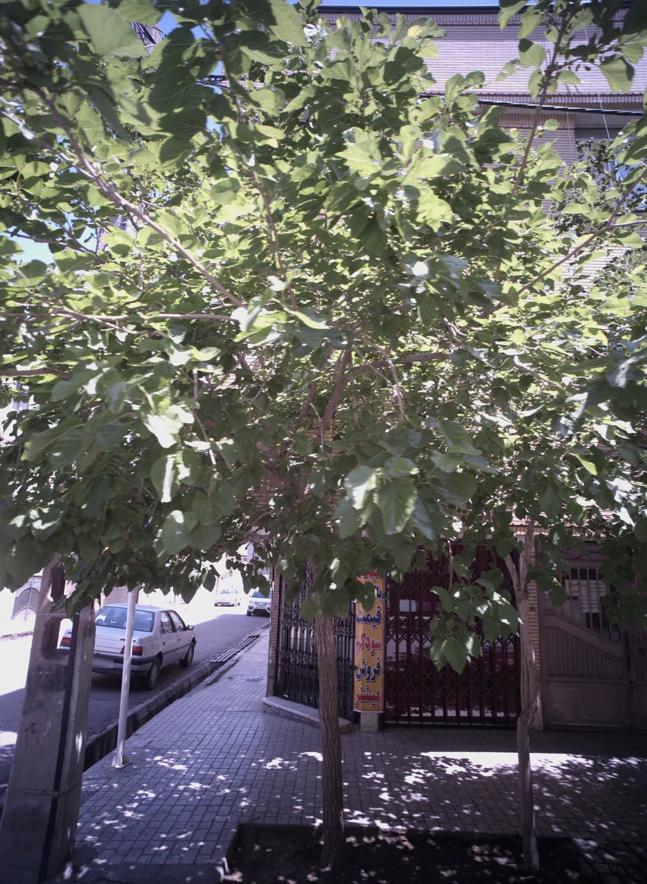 کفش میلاد