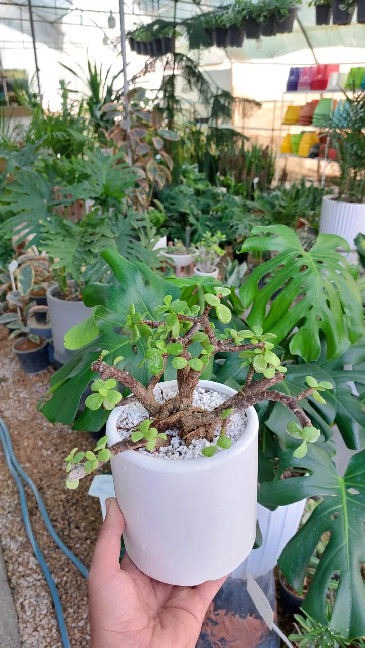 گلخونه اریکا - تصویر 3