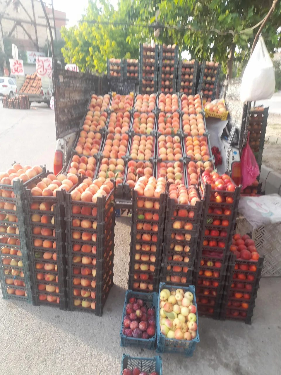 میوه فروشی مجیدمرادی - تصویر 2