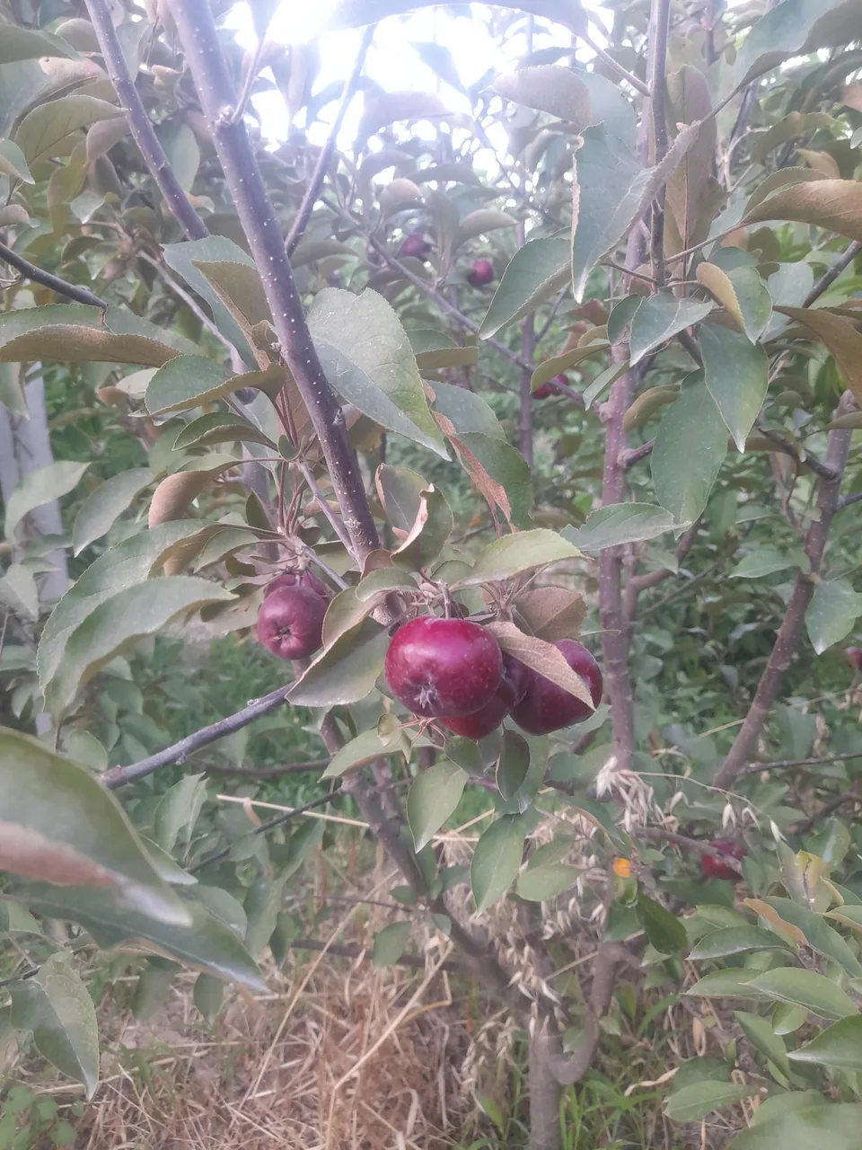 میوه فروشی مجیدمرادی - تصویر 4