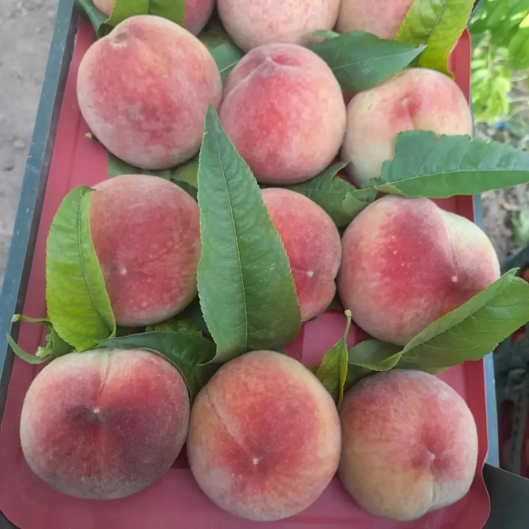 میوه فروشی مجیدمرادی - تصویر 6