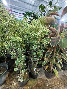 گل فروشی گلخانه من
