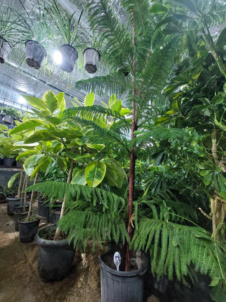 گل فروشی گلخانه من - تصویر 3