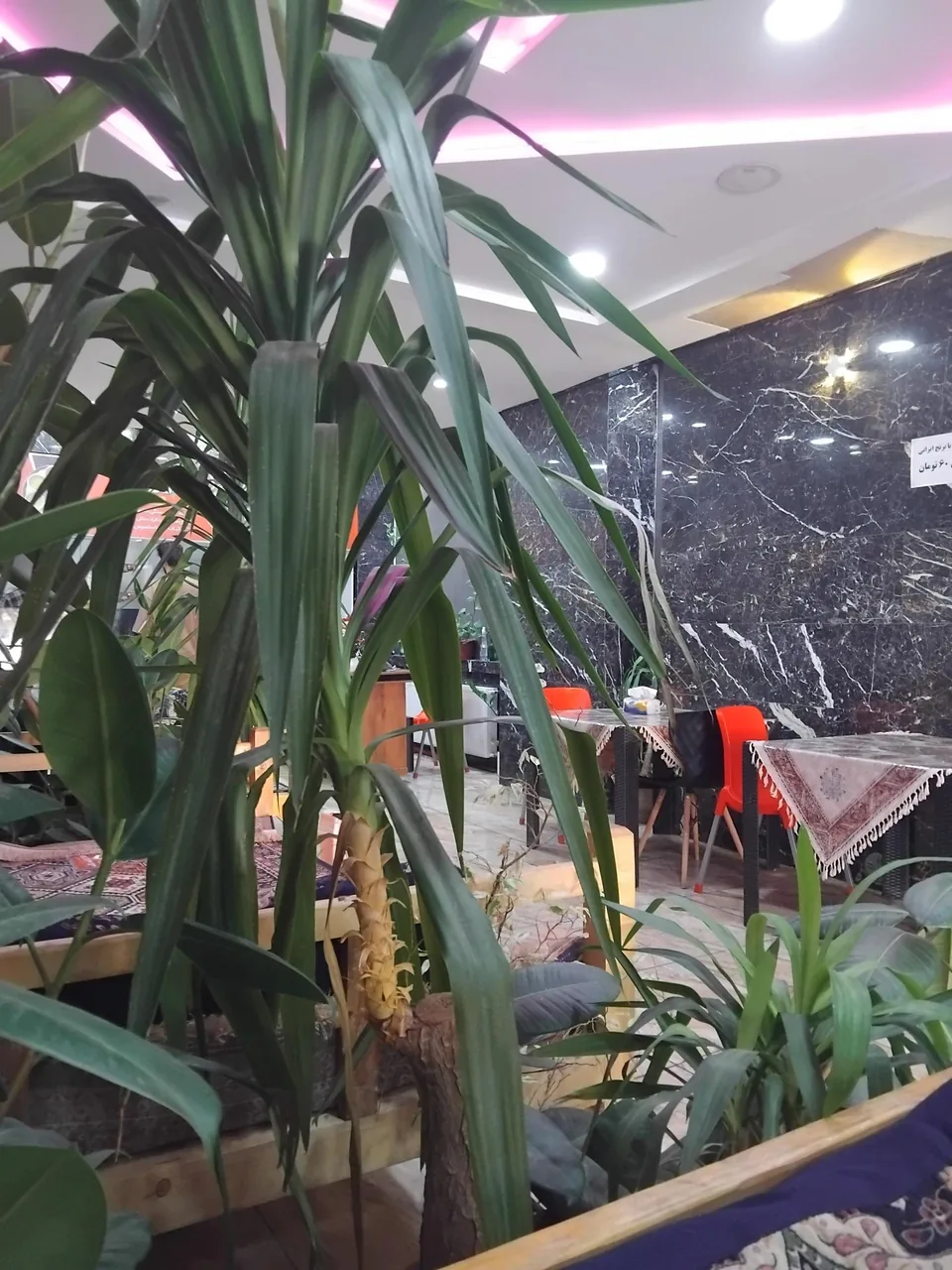 کافه کله - تصویر 2