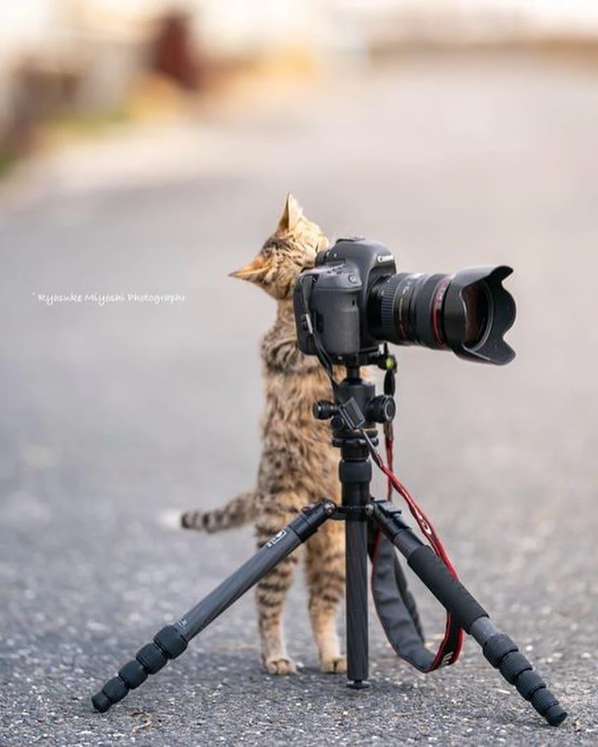 عکاسی تبلیغاتی - تصویر 3