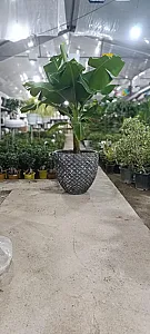 گلباغ رها
