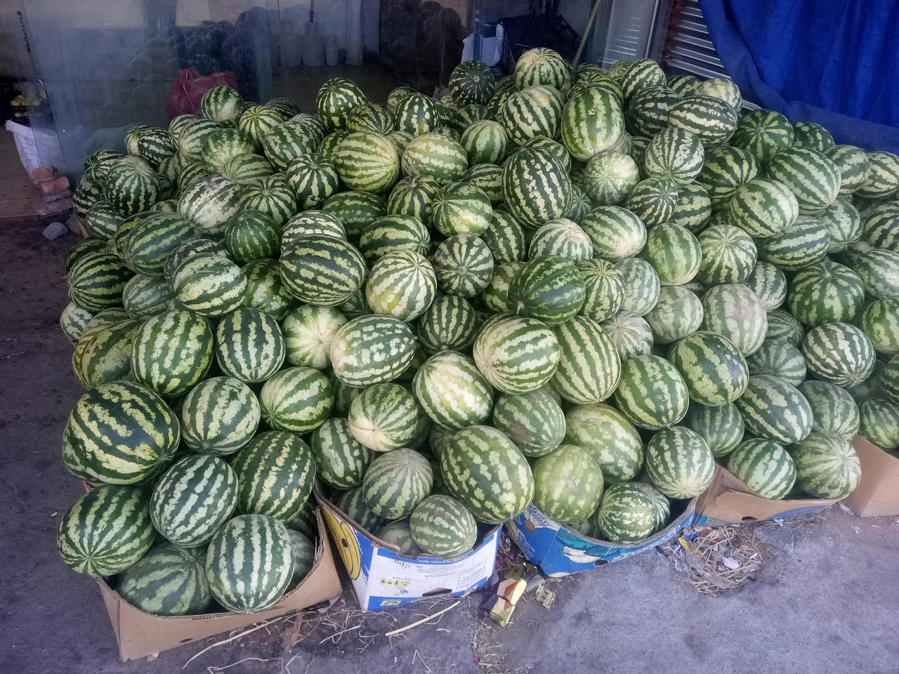 میوه و تره باربرکت - تصویر 2