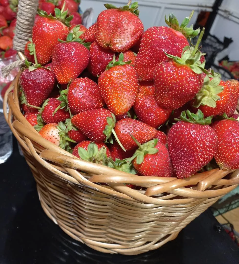 توت فرنگی عمو اکبر - تصویر 2
