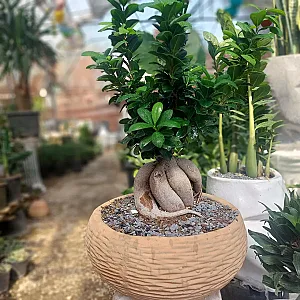 گلخانه درخشنده