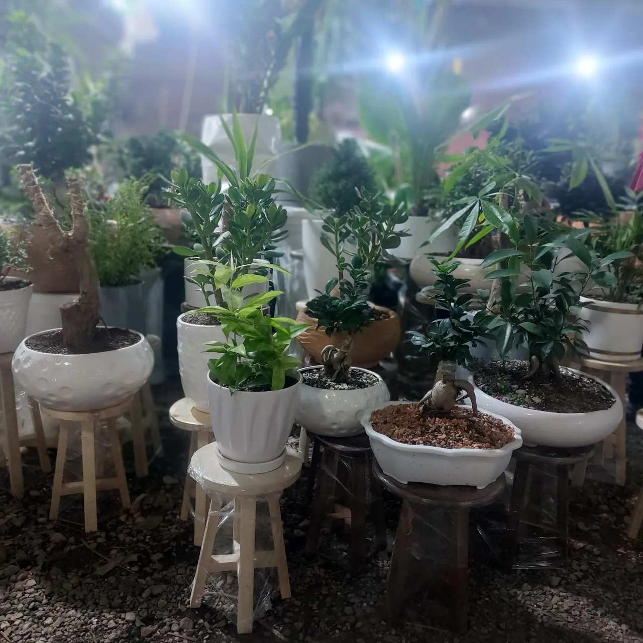 گلخانه درخشنده - تصویر 5