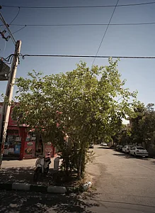 سوپر عارف