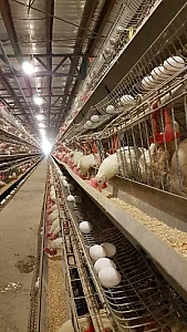 پخش تخم مرغ ثامن