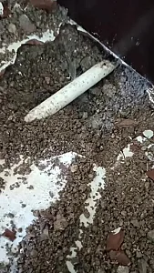 نشت‌یابی تصویری حسینی