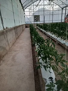نصب و راه‌اندازی گلخانه در تبریز