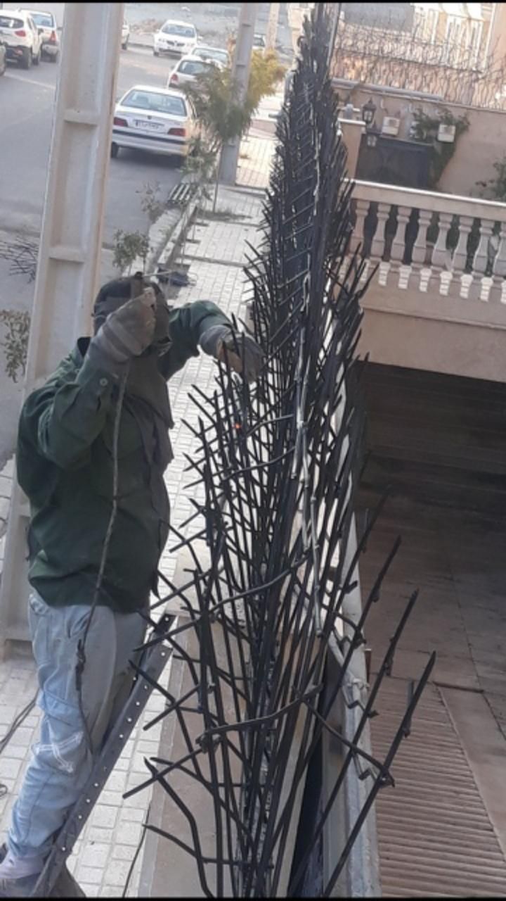 حفاظ شاخ‌گوزنی در شادآباد - تصویر 5