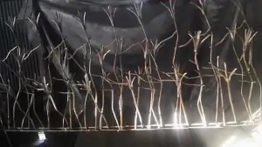 هایپرحفاظ