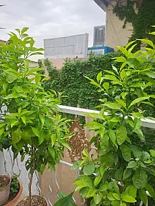 پیمانکاری کیان