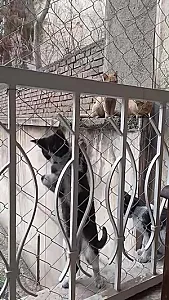 نصب حفاظ و امنیت بالکن در قلهک