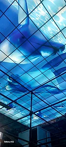 اجرای سقف کاذب در باغ خزانه