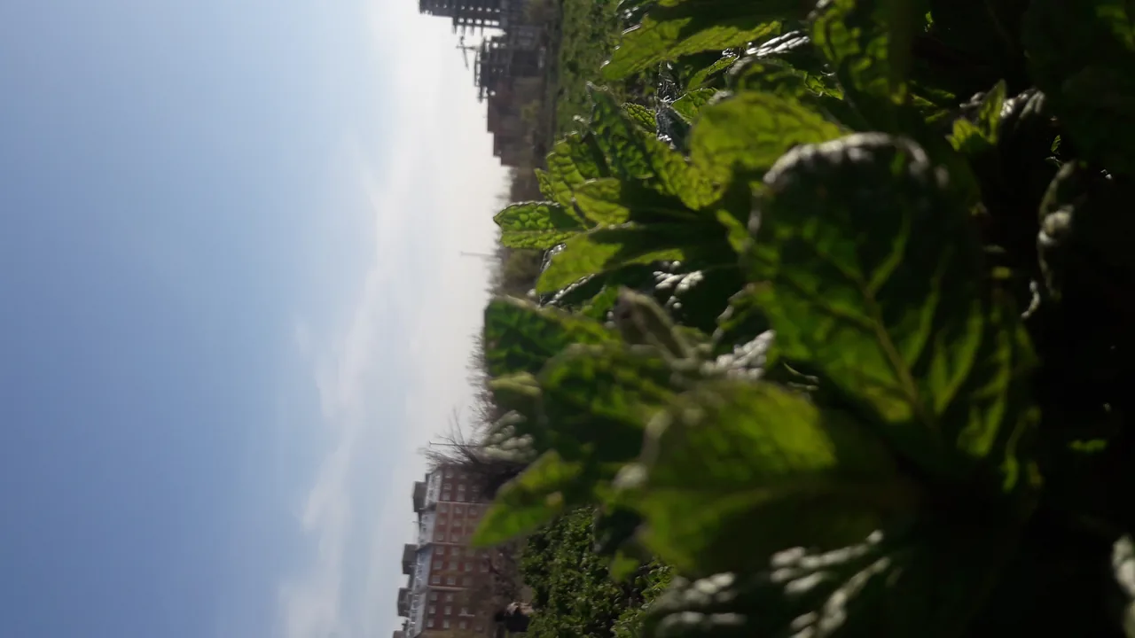 سبزی فروش بیوک آسیابانی