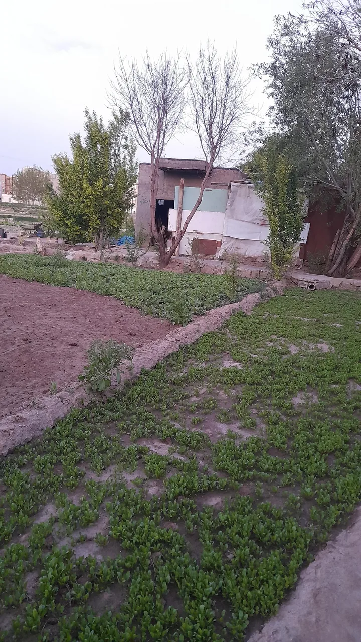 باغ سبزی مش احمد - تصویر 2